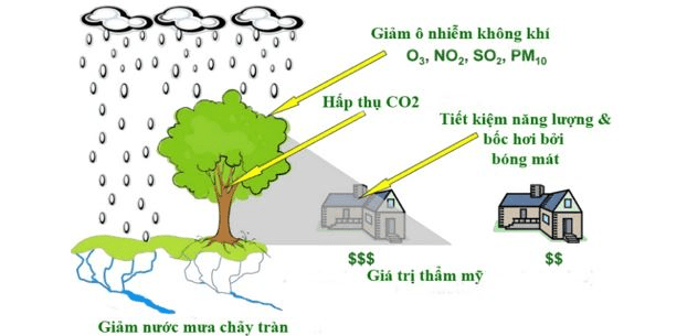 Cây góp phần cải thiện môi trường sống