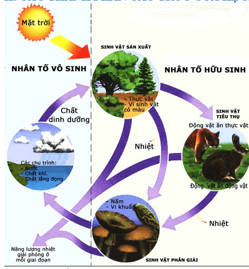 Cây xanh bảo vệ đa dạng sinh thái