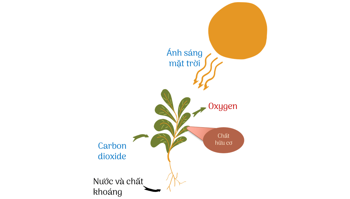 Cây xanh nâng cao chất lượng không khí