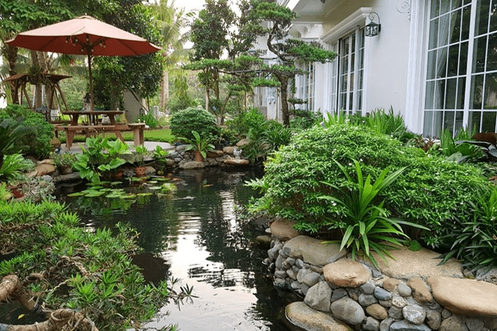 Tiểu cảnh hồ cá Koi