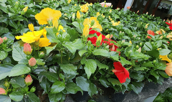 Hoa dâm bụt với màu sắc rực rỡ gây ấn tượng mạnh