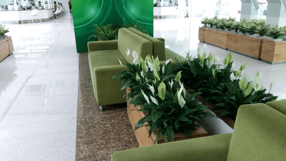 Bố trí cây trong không gian nội thất văn phòng 