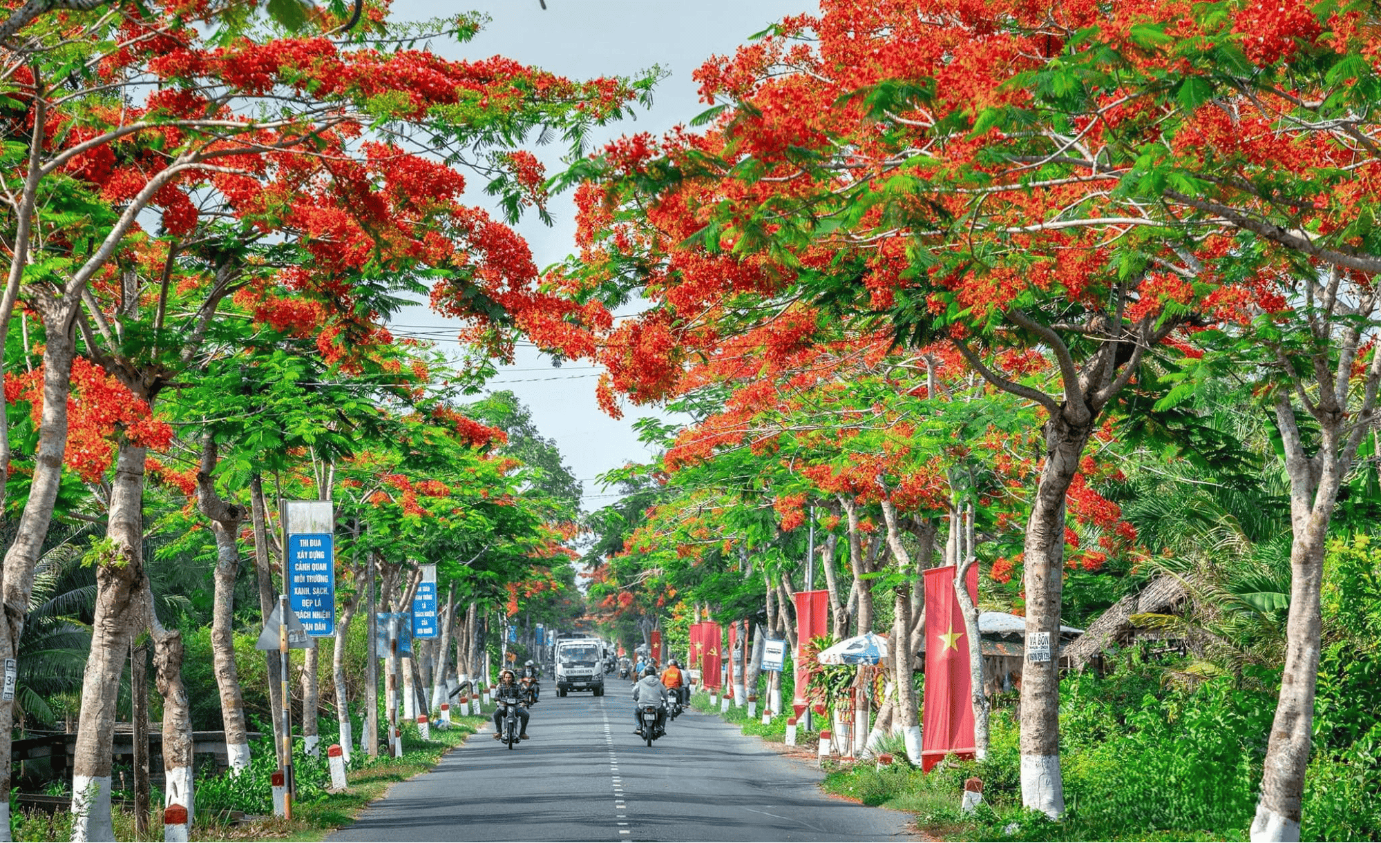 Trồng cây theo hàng dọc theo tuyến đường giao thông