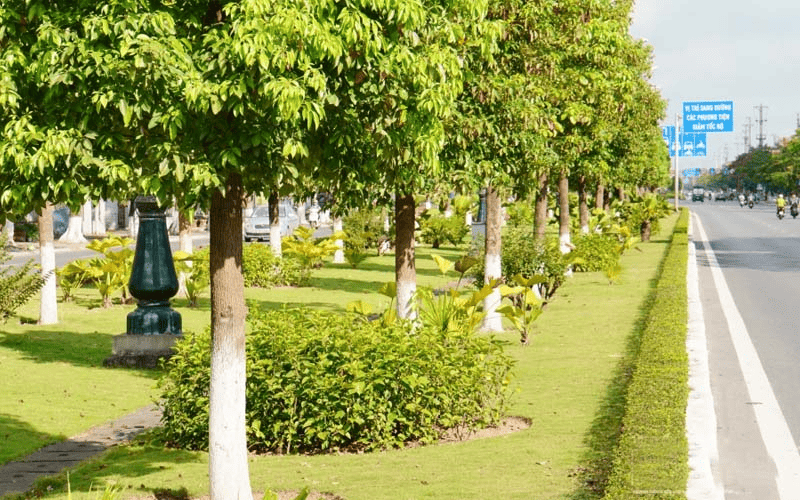 Cây xanh có góp phần bảo vệ môi trường