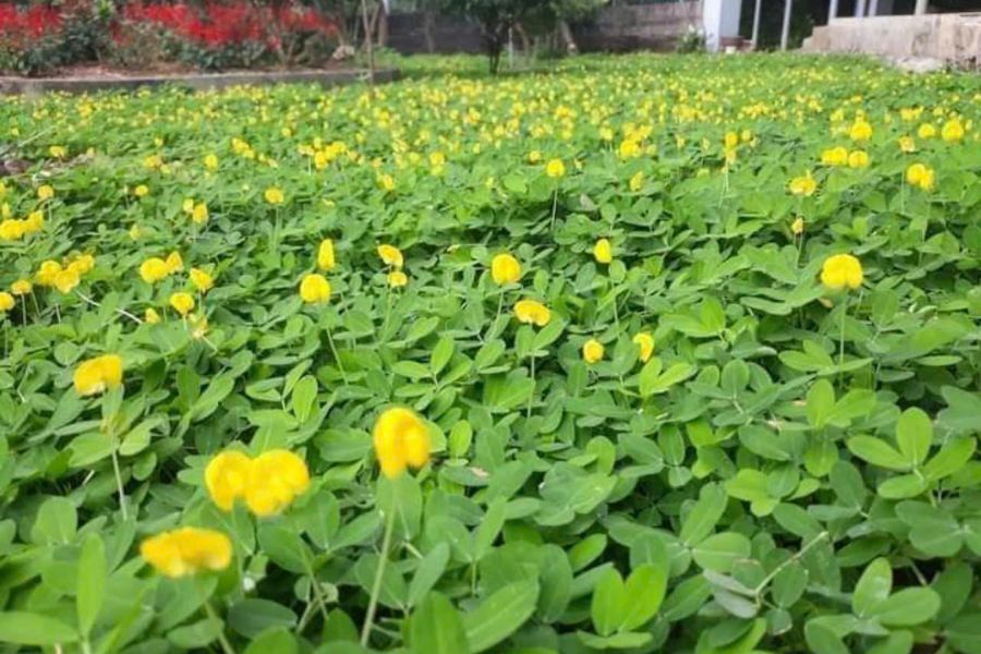 Cây cỏ lạc