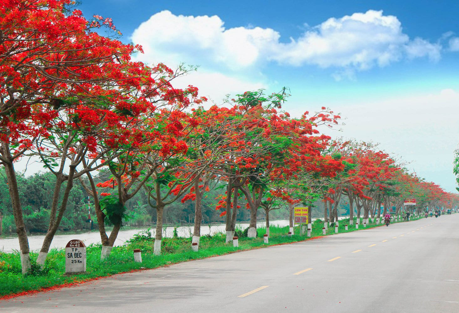 Cây phượng vĩ