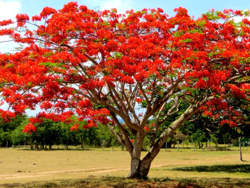 Cây Phượng Vỹ