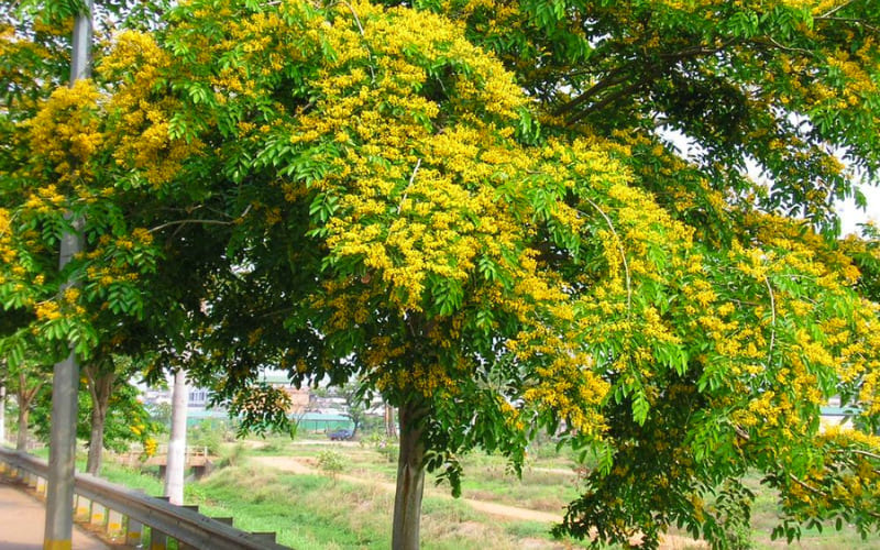 Gợi ý các loại cây phù hợp cho sân vườn nhà chữ L