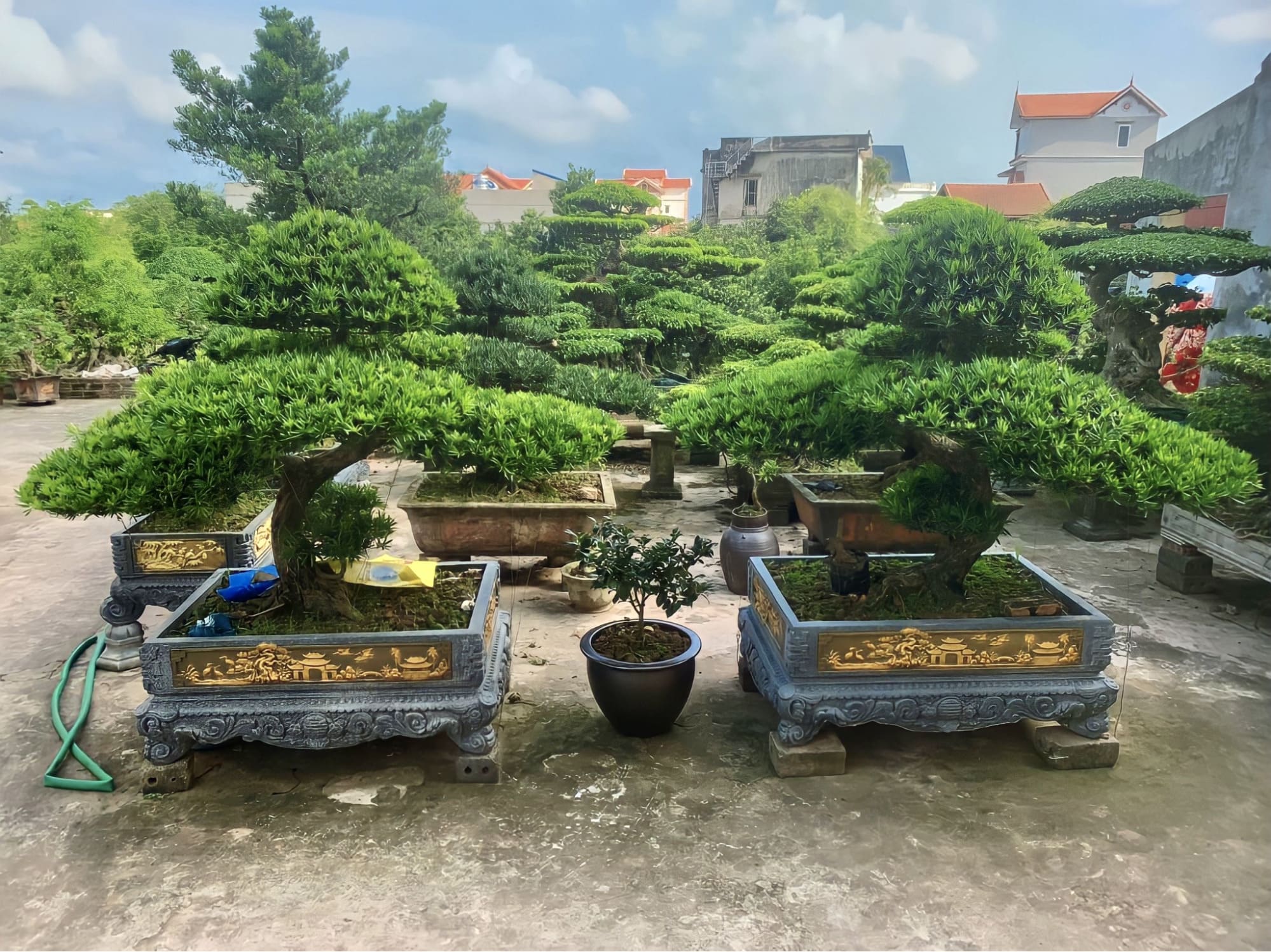 Cây tùng sử dụng cho sân vườn Á Đông