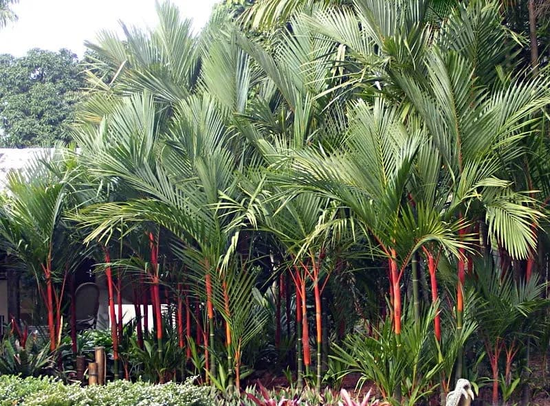Cây cau cảnh