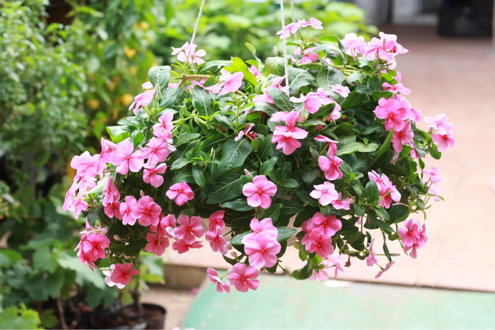 Cây dừa cạn treo trong sân vườn