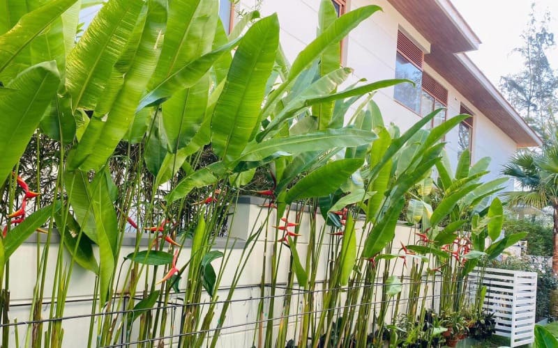 Cây chuối cảnh