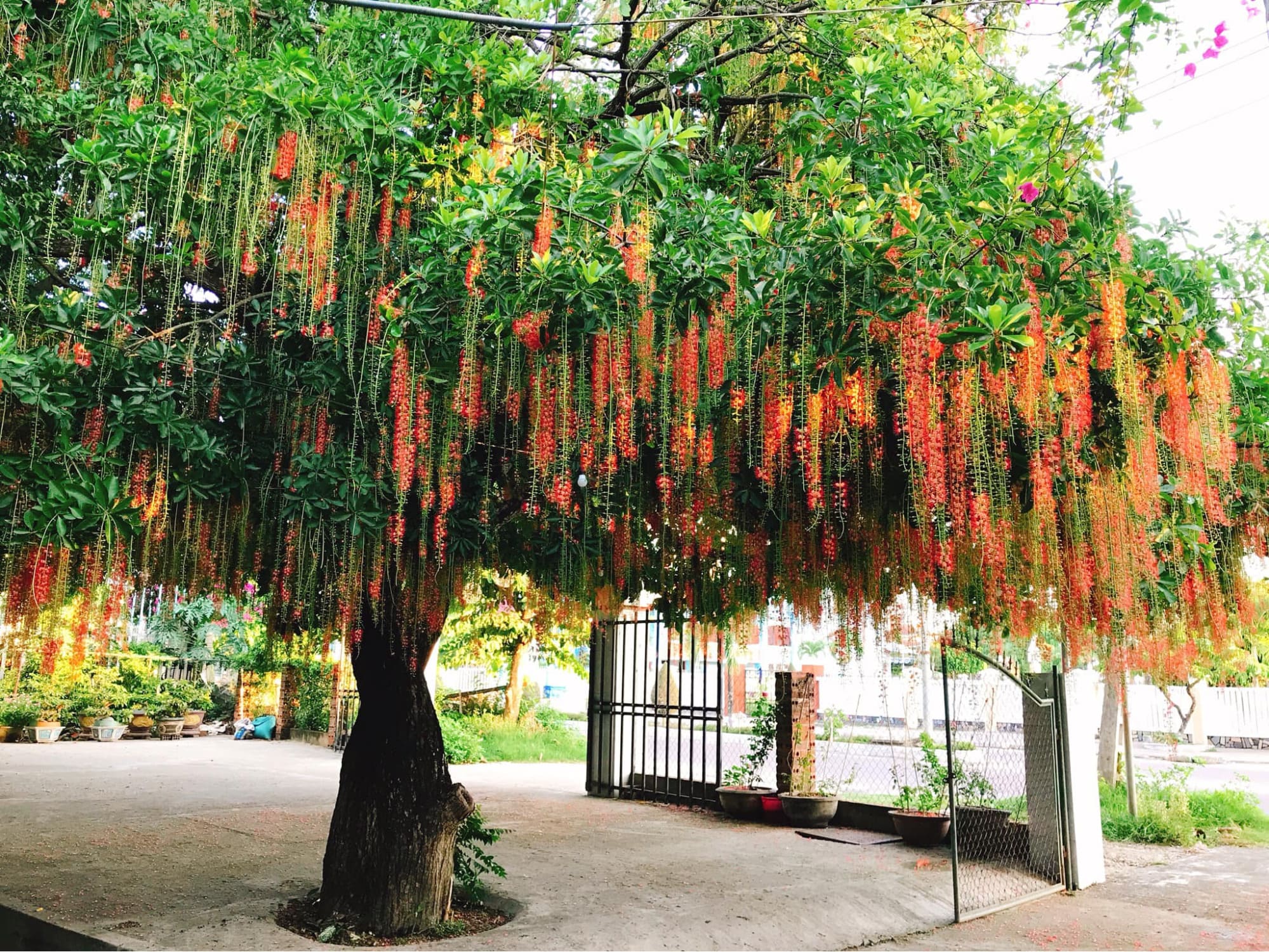 Cây lộc vừng với chùm hoa đỏ rực