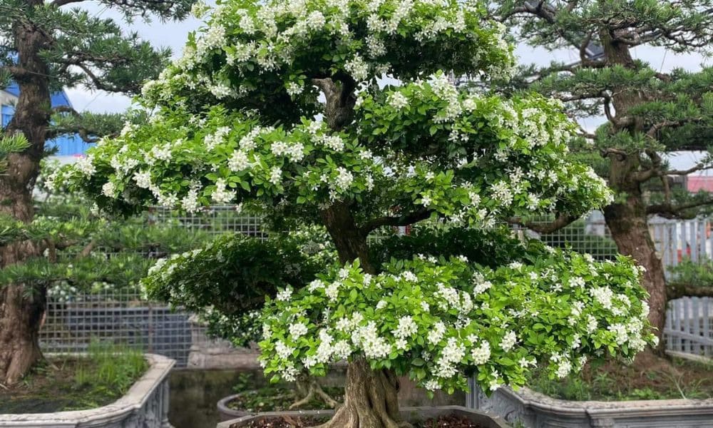 Cây nguyệt quế sân vườn