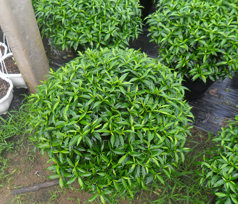 Cây xanh có khả năng cải thiện chất lượng không khí