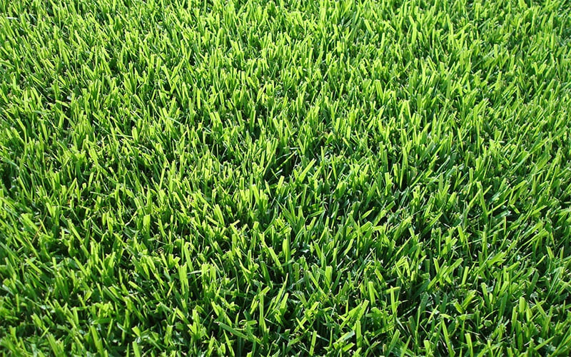 Cỏ được sử dụng để phủ mặt sàn