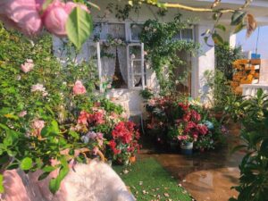 Nên lựa chọn loại hoa phù hợp với khí hậu và đất trồng sân vườn