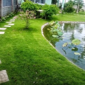 Sân vườn cỏ Nhật phủ quanh hồ cá