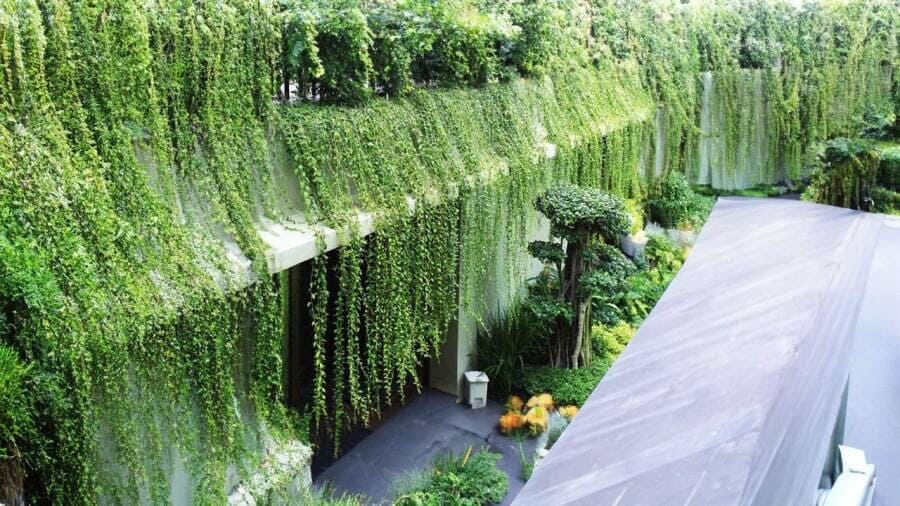 Phối hợp cây leo và cây bụi thấp tạo lớp xanh đa tầng