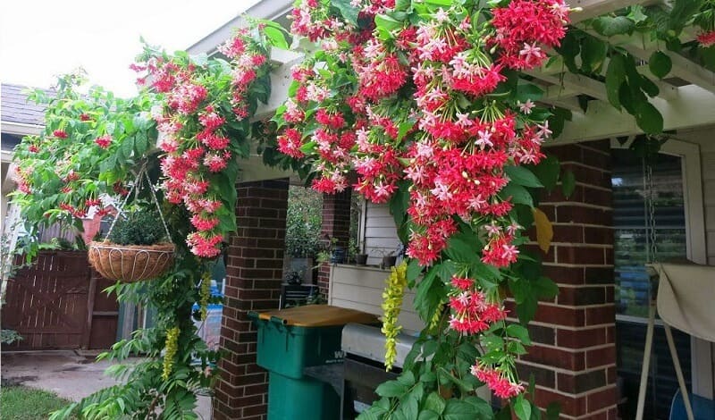 Ứng dụng phong thủy trong bố trí cây sát tường