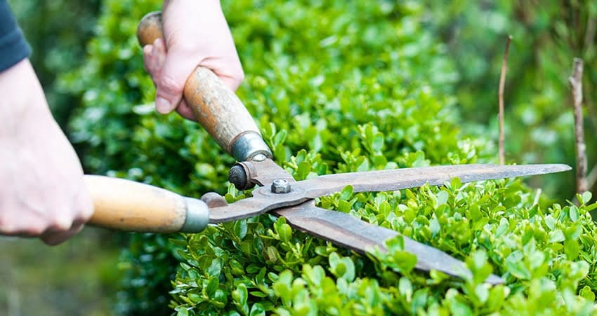 Cắt tỉa để duy trì sức sống và hình thái của cây
