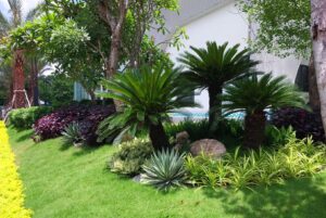 Chú ý đến vị trí đặt cây