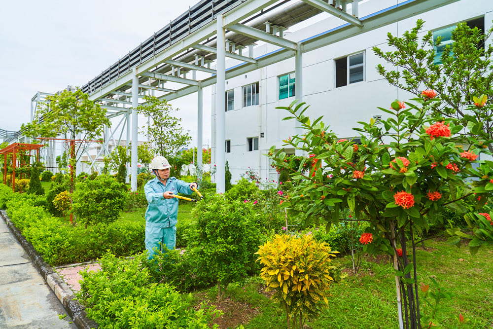 Cây xanh phù hợp với môi trường nhà máy